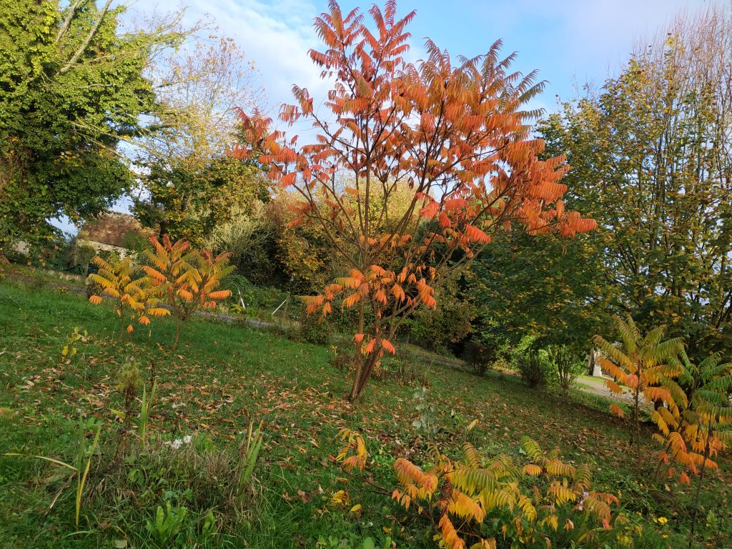 Sumac