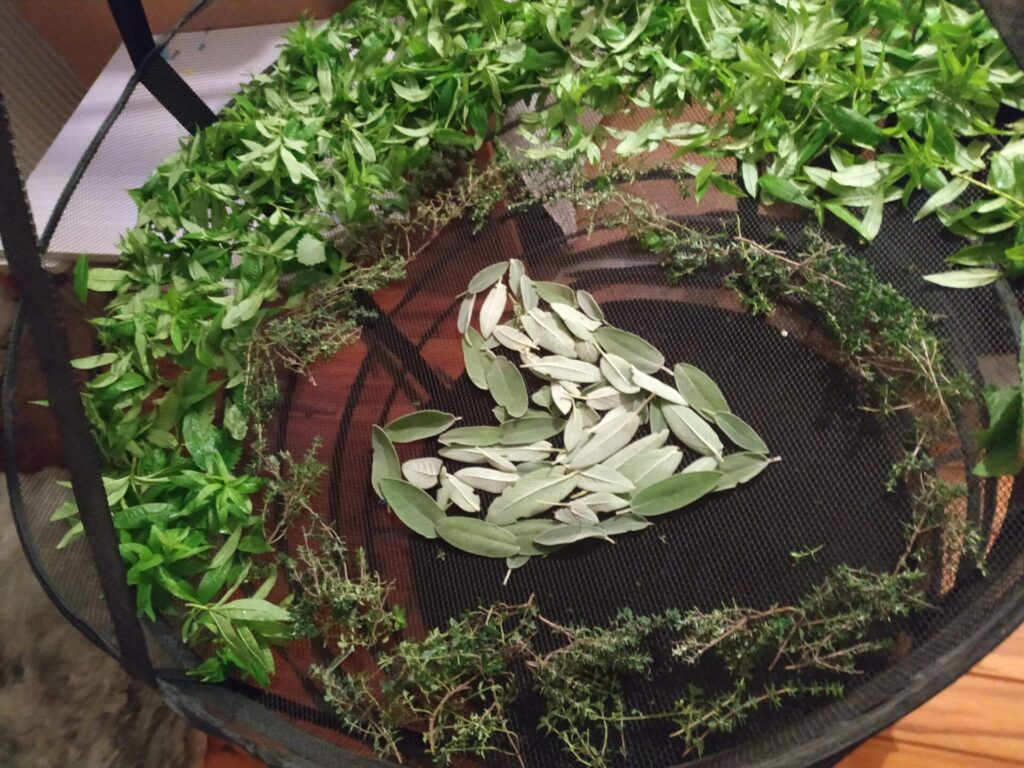 Séchage aromates