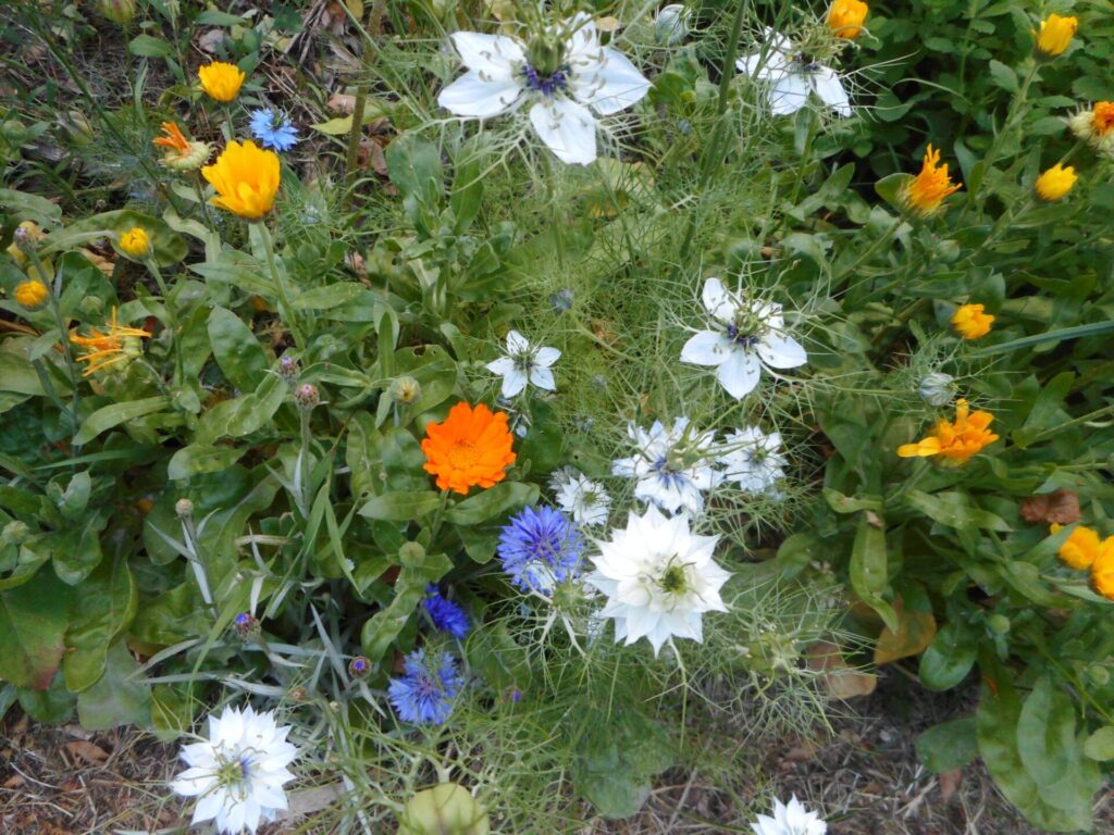 Fleurs