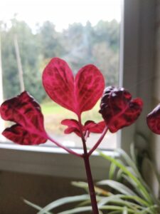 Iresine Aschynanthe fleurs couleurs fushia feuilles de en forme de coeurs